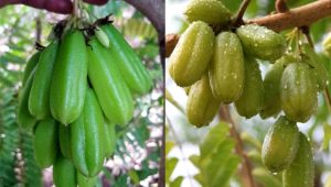 Irumban Puli (Bilimbi) – Health Benefits