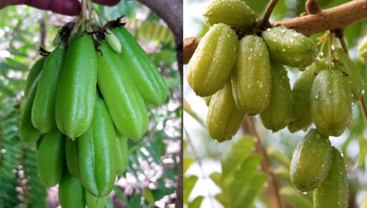 Irumban Puli (Bilimbi) – Health Benefits
