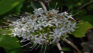 Pavatta plant Medicinal & Nutritional Highlights