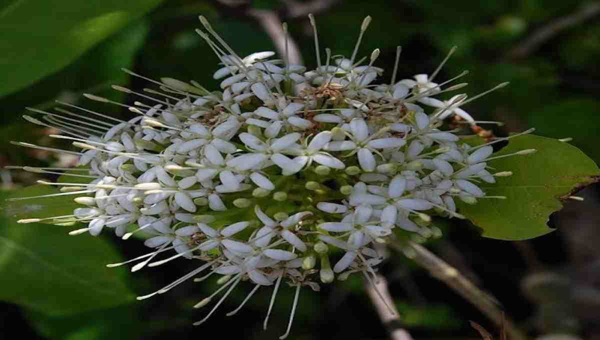 Pavatta plant Medicinal & Nutritional Highlights