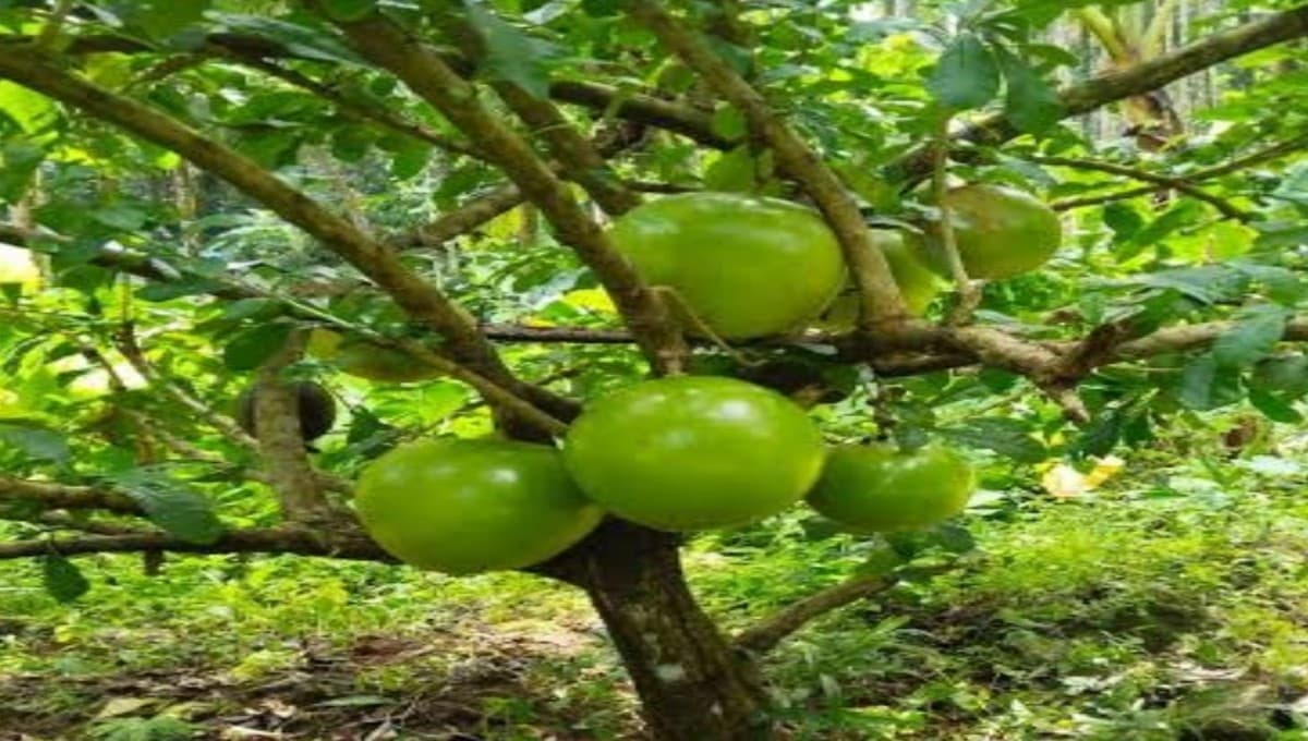 Kamandalu plant, which is botanically known as Artocarpus kemando (a relative of breadfruit/jackfruit) health benefits