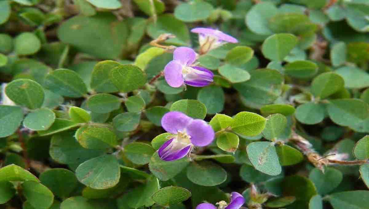 Key Health Benefits of Cheru Pulladi