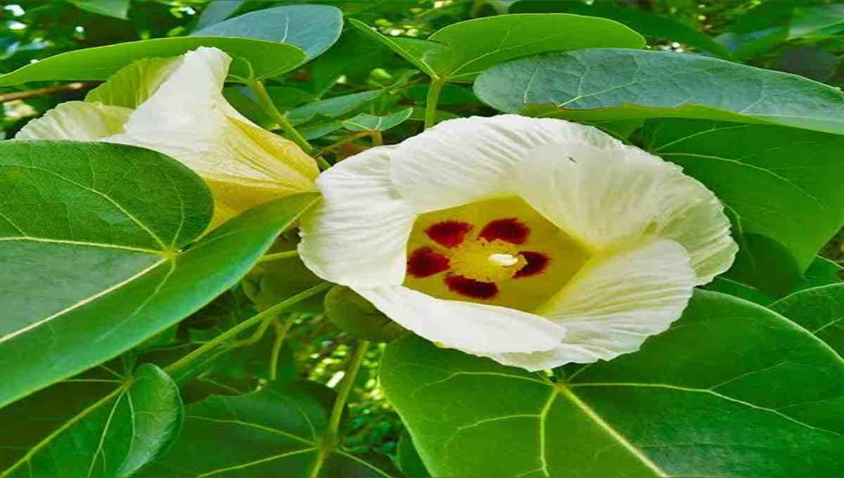 Medicinal Benefits of Poovarash