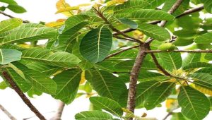 Butter tree traditional and scientifically supported health benefits