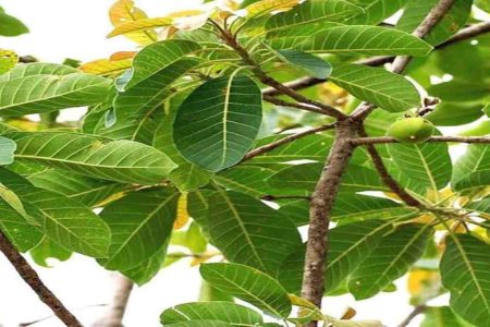 ശർക്കരയ്ക്ക് പകരം ഉപയോഗിച്ചിരുന്ന ഒരു ചെടി  Butter tree traditional and scientifically supported health benefits