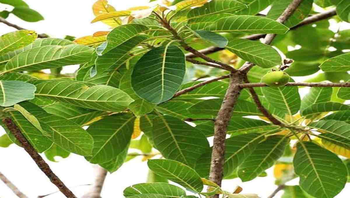 Butter tree traditional and scientifically supported health benefits