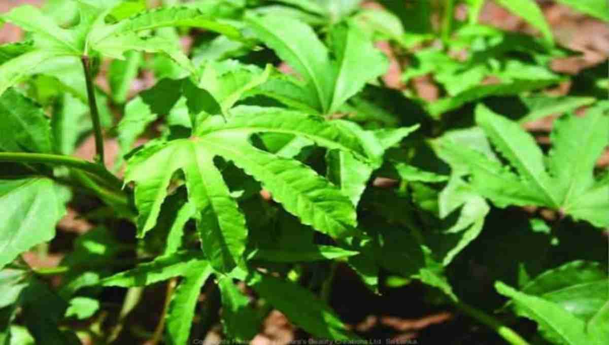 Indian kudzu (genus Pueraria), health benefits