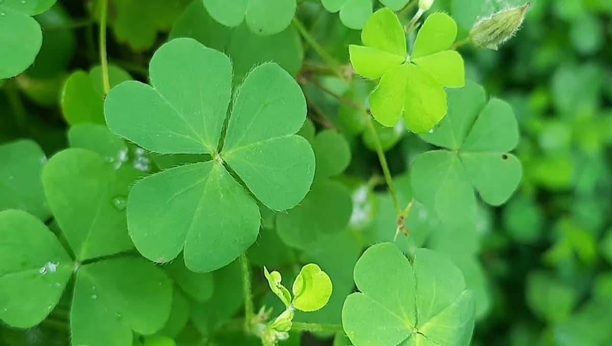 Puliyarila – Key Health Benefits