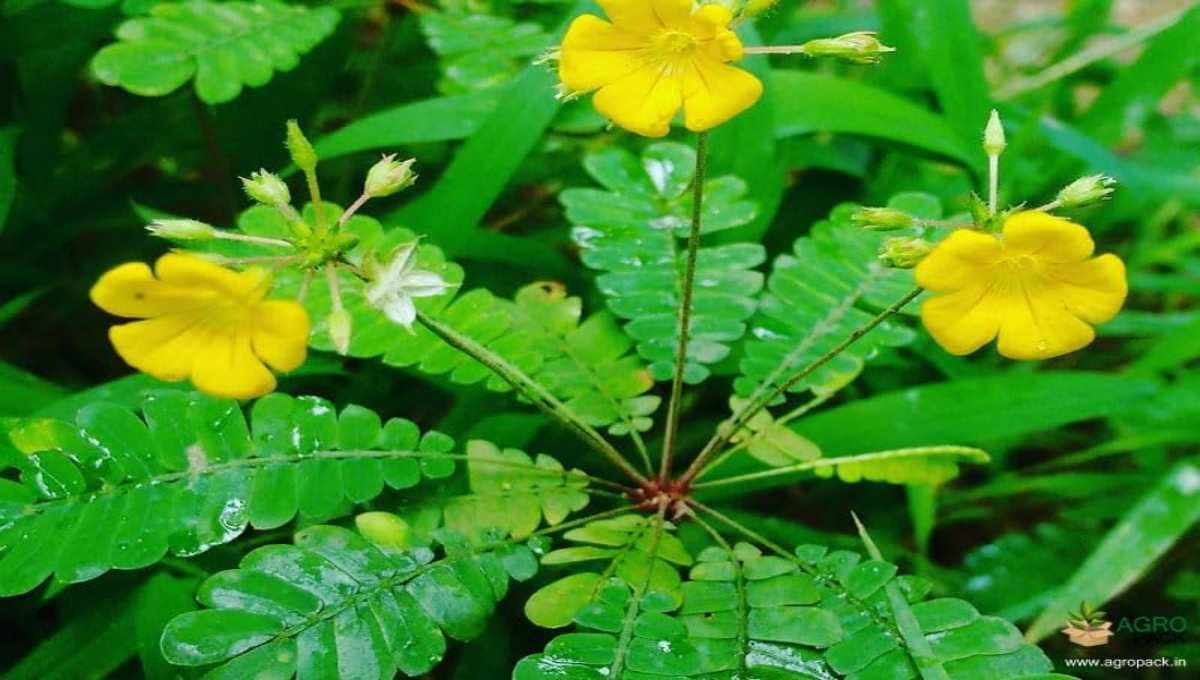 Mukkutti (botanical name: Biophytum sensitivum), also called little tree plant, viparitalajjalu, or lajalu, is a small, sensitive annual herb used in Ayurvedic