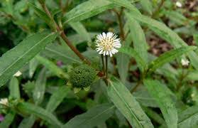 Bhringaraja Plant – Key Health Benefits