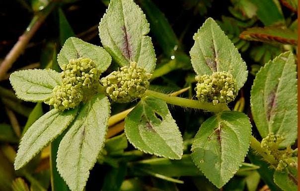 chithira paala plant health benefits