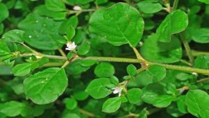 thazhuthaama plant health bebefits