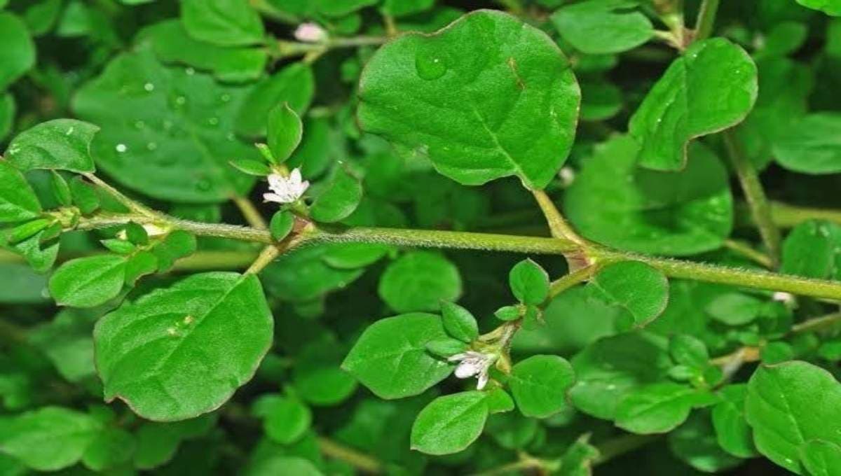 thazhuthaama plant health bebefits
