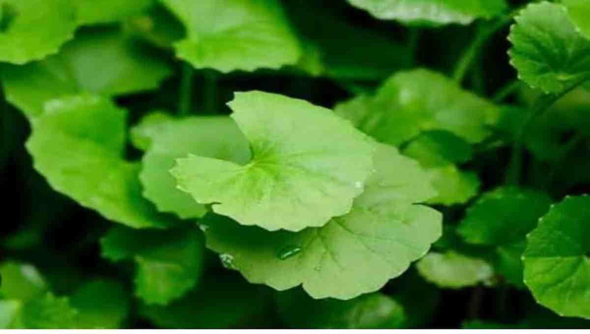 Centella asiatica (Indian pennywort, Gotu kola, Mandookaparni, Vallarai keerai) health benefits