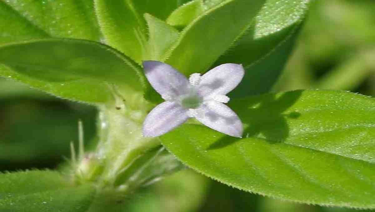 Powerful Laxative (Purgative) Used traditionally as a strong purgative to relieve constipation and clear the bowels. The root, in particular, is used for its cathartic (cleansing) effect. 🌿 Anti-inflammatory and Pain Relief Root paste or decoction is used to treat swelling, joint pain, and muscle stiffness. Useful for conditions like arthritis and rheumatism. 💧 Skin Disorders Applied externally to treat eczema, scabies, ulcers, and skin rashes. The paste made from leaves or roots has antimicrobial and healing properties. 🔬 Anti-parasitic (Anthelmintic) Decoction of the root or seed is used to expel intestinal worms. Especially effective against roundworms and threadworms in traditional use. 🤒 Fever and Malaria In folk medicine, root extract is sometimes used to manage fever, including malarial fever. 💀 Anti-poison Believed to have detoxifying properties, and traditionally used in treating snake bites and scorpion stings (externally and in some internal formulations). 🌱 Liver and Spleen Health Used in formulations that aim to treat enlarged liver or spleen, jaundice, and related conditions. 👶 Pediatric Uses In very small, controlled doses (under supervision), the plant has been used in children’s medicine to treat worm infestations and digestive issues. 🧪 Active Compounds: Baliospermin Flavonoids Alkaloids Resinous substances These give the plant its purgative, anti-inflammatory, and anti-parasitic effects. ⚠️ Precautions: Toxic in large doses – especially the seeds and roots, which are very potent. Should be used only under guidance of a qualified Siddha/Ayurveda practitioner. Not recommended during pregnancy, lactation, or for very weak patients. Can cause severe diarrhea or dehydration if not dosed properly.