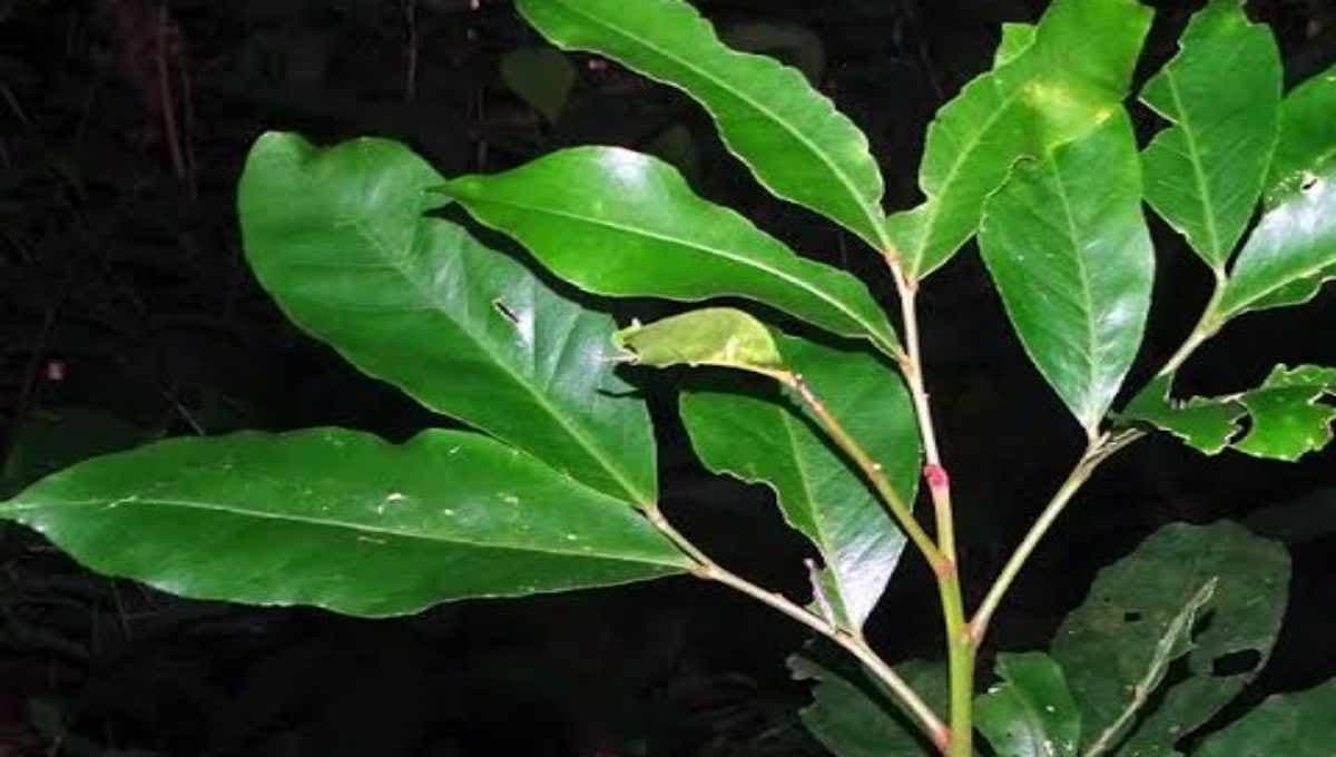 health benefits of the paanal tree (Sterculia urens)