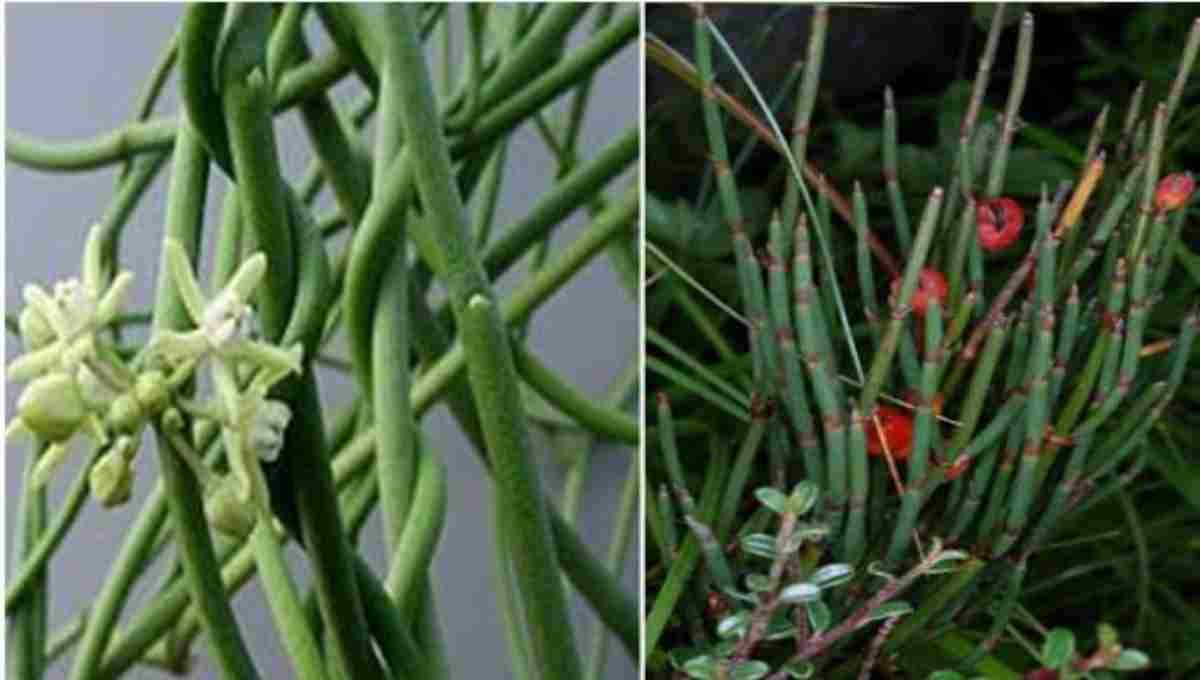 Health Benefits of Somalatha (Sarcostemma spp.)