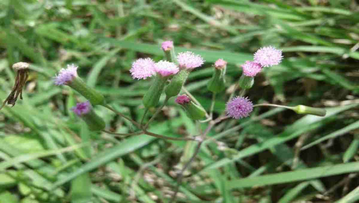 Muyal Cheviyan (Emilia sonchifolia) health benefits