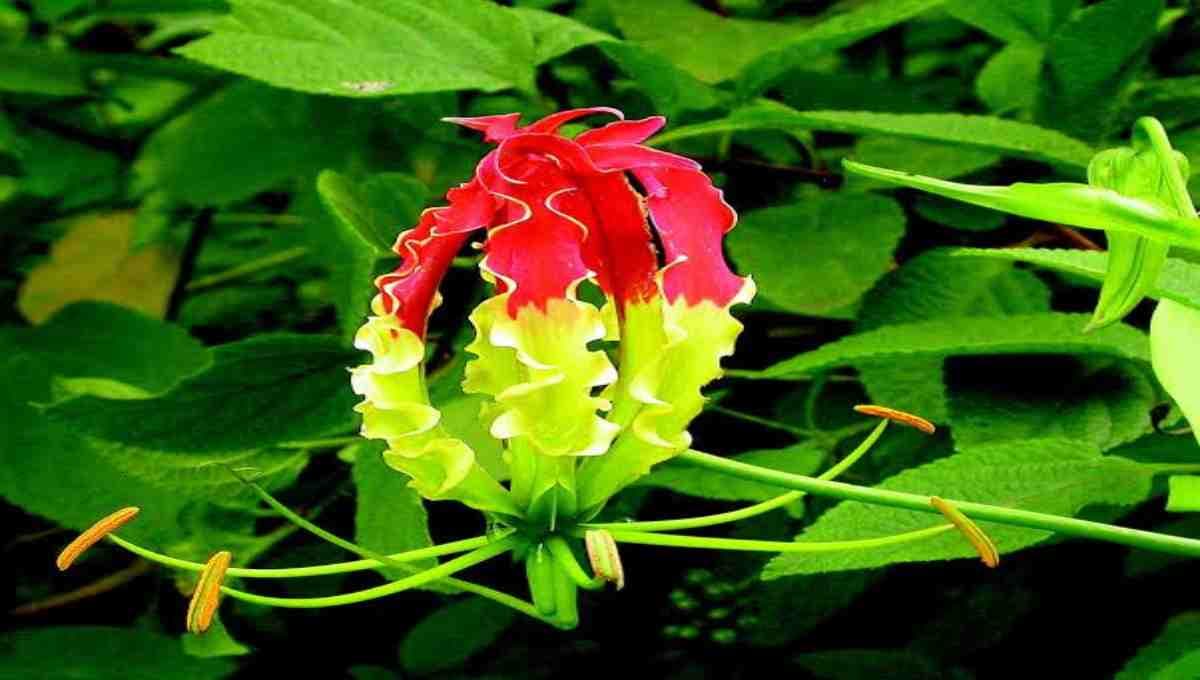 Menthonni – Possibly a local name for Securidaca longipedunculata