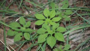 Medicinal Benefits & Traditional Uses