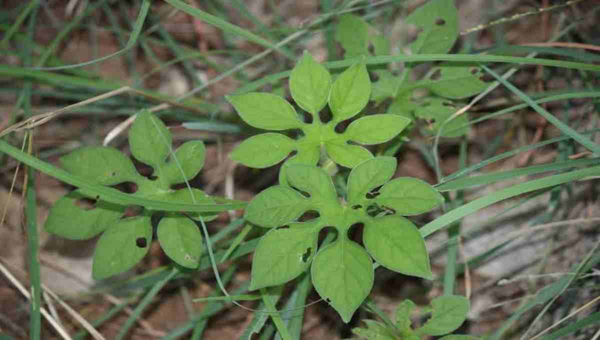 Medicinal Benefits & Traditional Uses