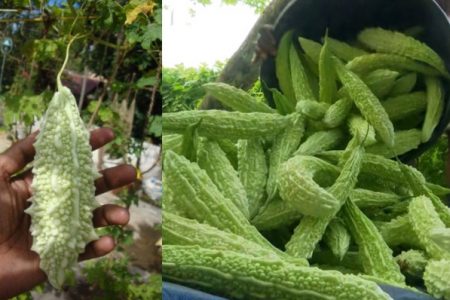 Paval (Ridge Gourd) Krishi Tips