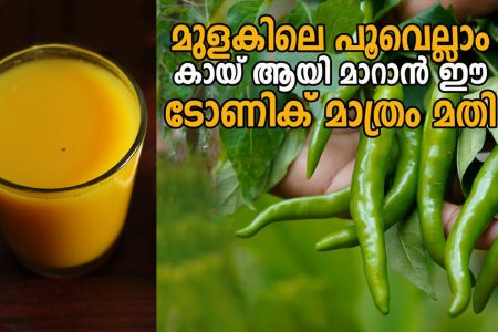 Chilli Farming Tips (Beginner to Pro)