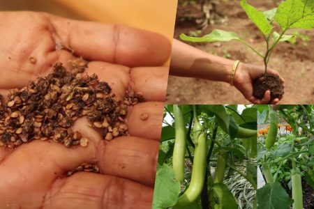 Brinjal (Vazhuthananga) Farming Tips