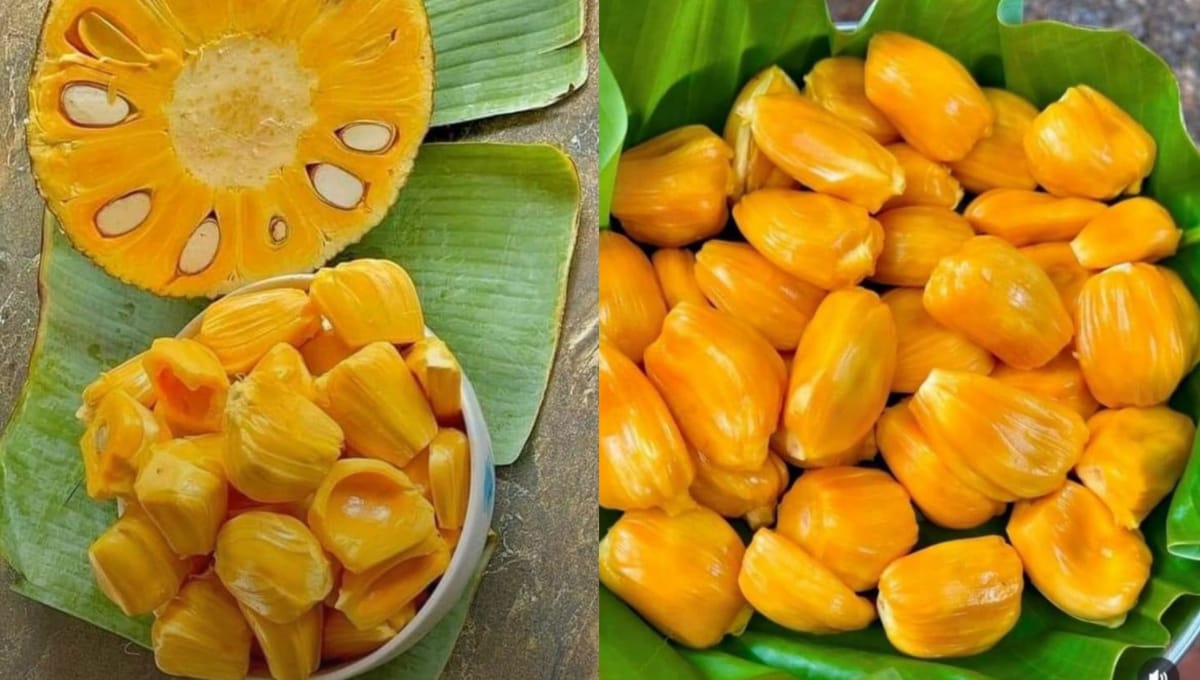clear comparison between Varikka and Koozha jackfruit