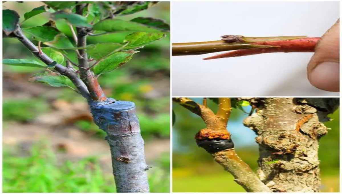budding, grafting, and layering—three common methods of plant
