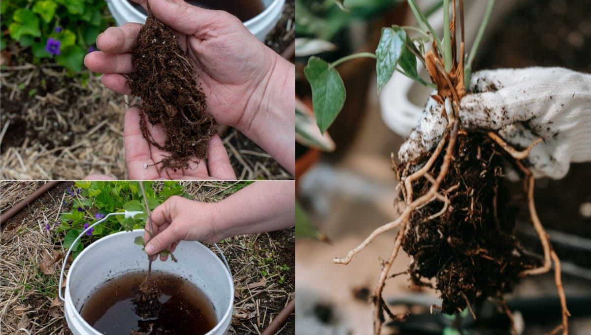 rootstock in mango cultivation