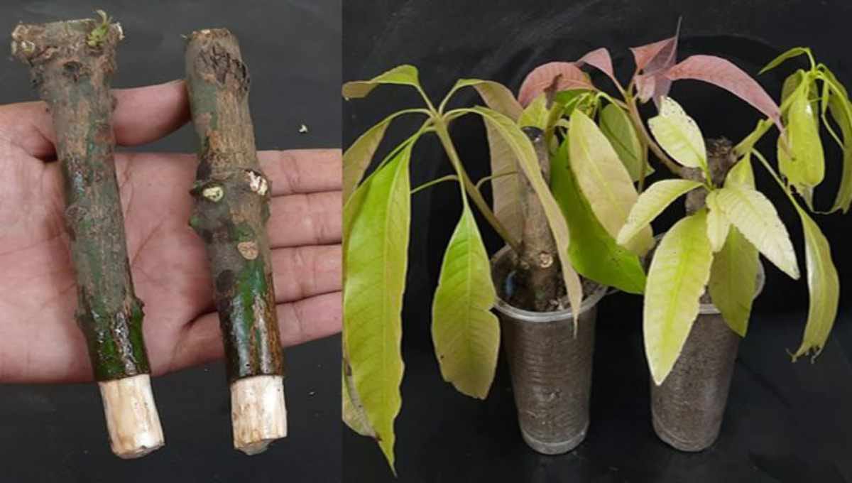 Purpose of Ring Cutting for Mango
