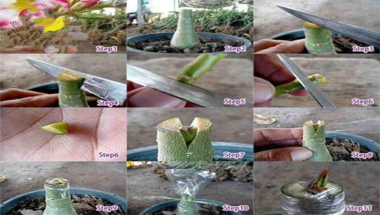 plant drafting” seems to be a mix-up or misspelling