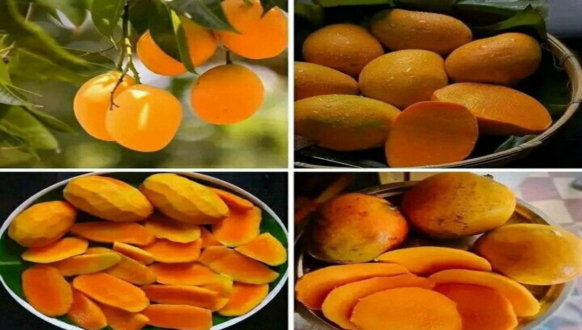 Karpoora Mango – Health Benefits