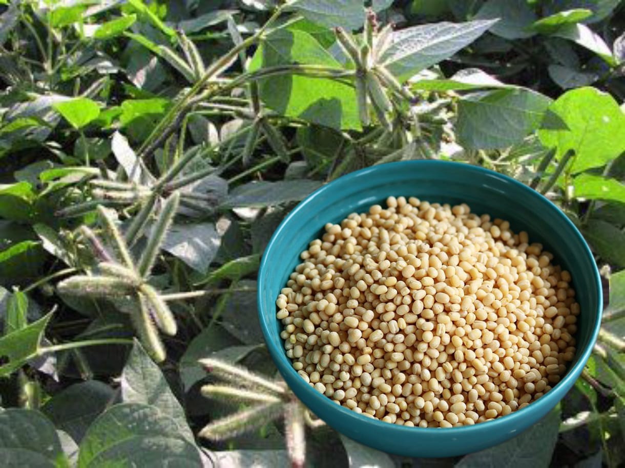 Urad Dal Farming (Black Gram / Vigna mungo) – A Complete Guide