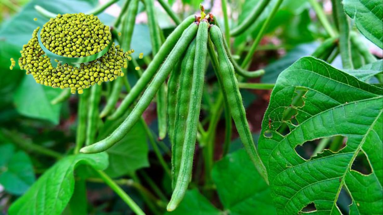 Green Gram Farming (Moong Dal / Vigna radiata)