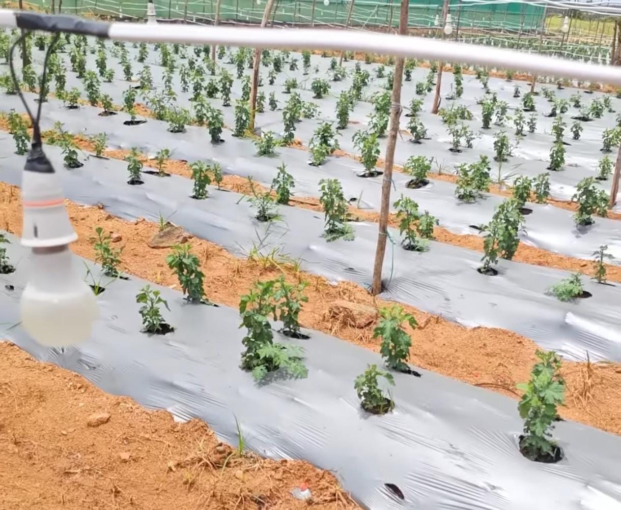 Flower Cultivation Using Artificial Light (Grow Lights) – A Beginner’s Guide