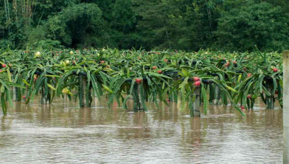 Farming in water—also known as hydroponics, aquaponics, or water-based cultivation