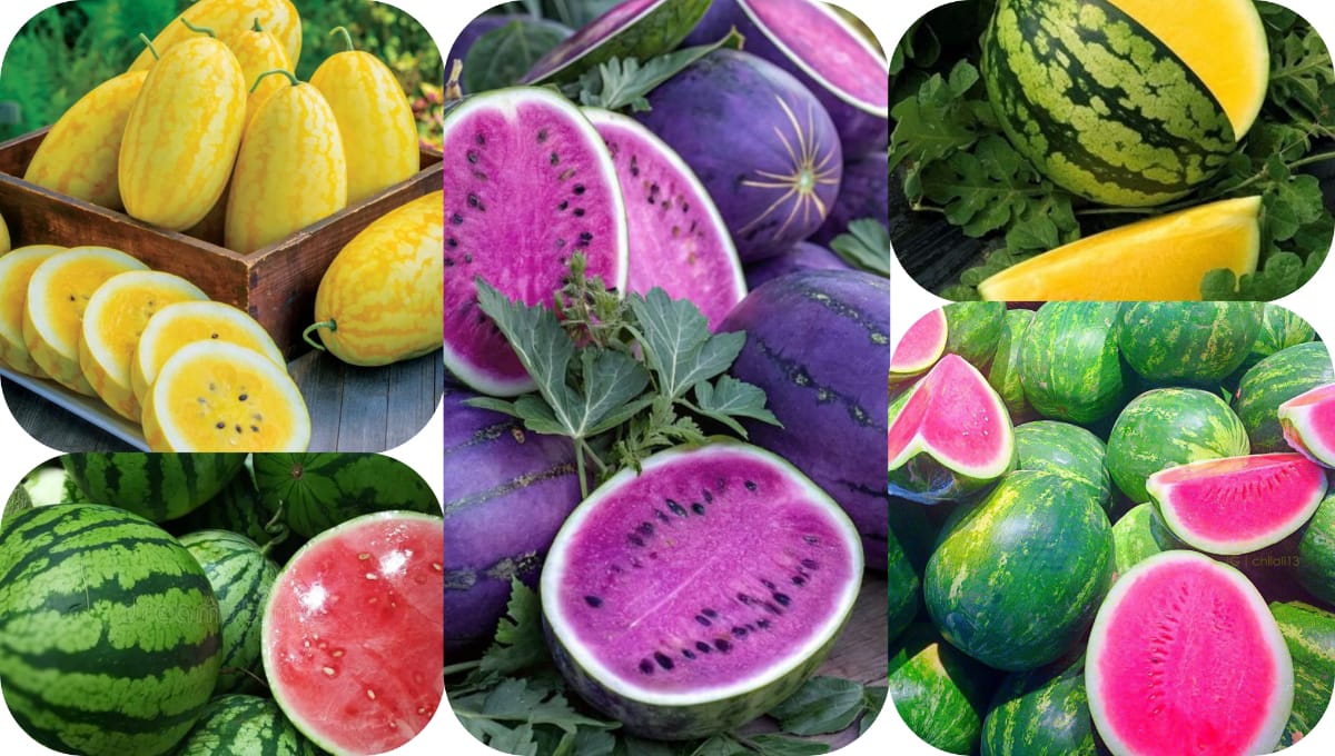 5 Types of Watermelons & How to Grow Them