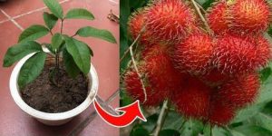 Farming rambutan (Nephelium lappaceum)