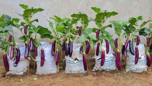 Brinjal Farming Tips
