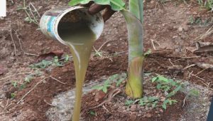Fertilizer application in banana cultivation is crucial for healthy growth