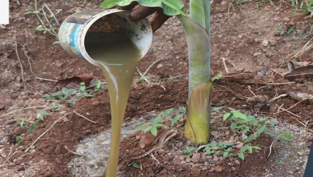 Fertilizer application in banana cultivation is crucial for healthy growth