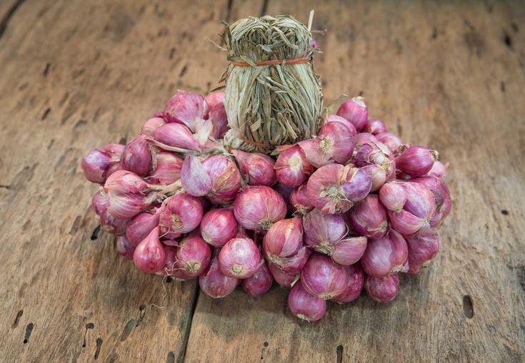 Shallots Farming Tips