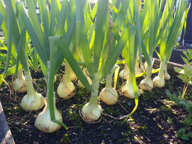 Garlic Farming in Grow Bags