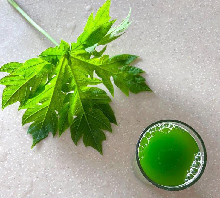 Papaya Leaf Fertilizer – 3 Effective Methods