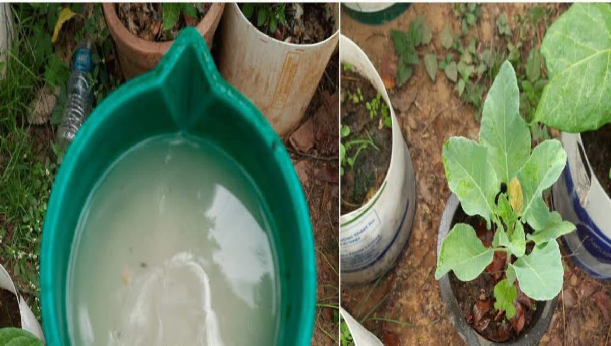 fertilizer you need to keep your plants cool during summer