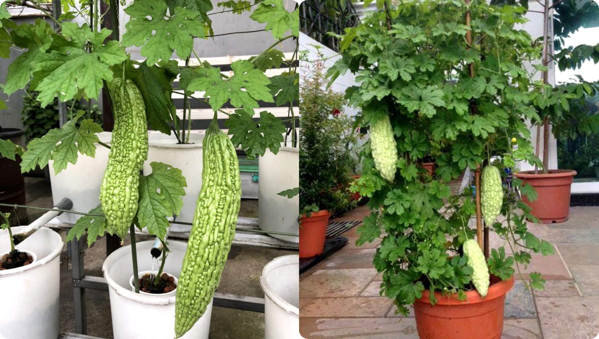 Bitter Gourd Farming in a Paint Bottle – Step-by-Step Guide