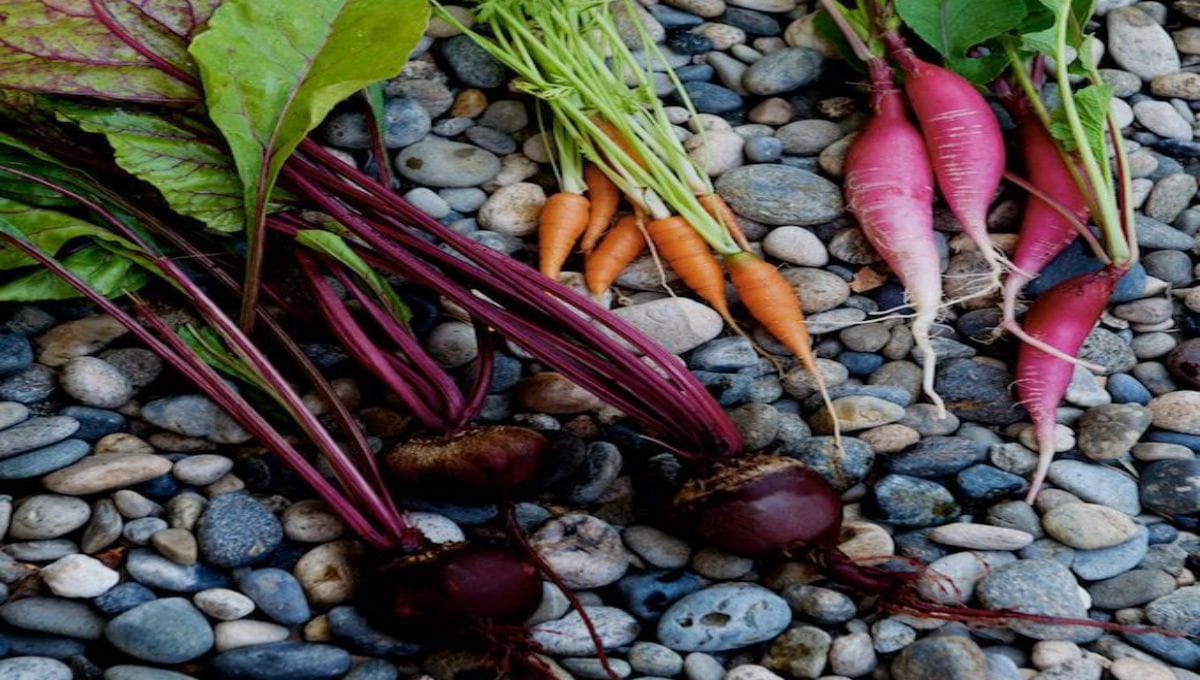 Carrots and Beetroots Without Seeds – What You Can Grow
