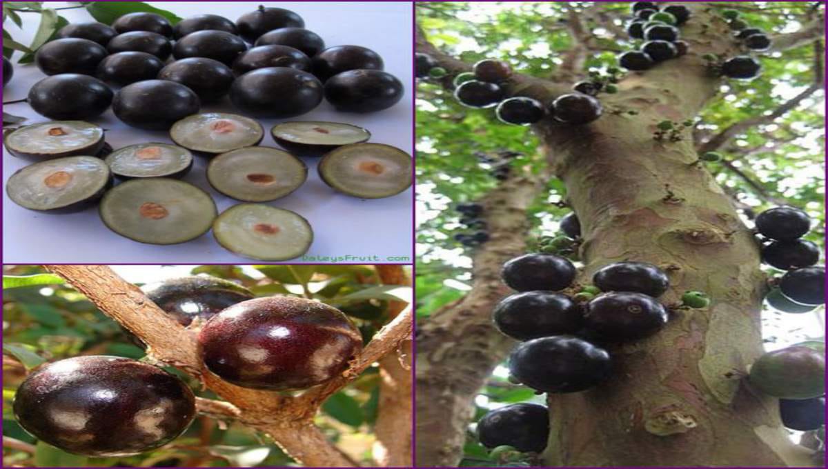 Mara Mundhiri (Cashew Tree) Farming – Tips & Best Practices